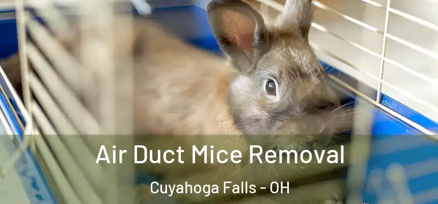 Air Duct Mice Removal Cuyahoga Falls - OH